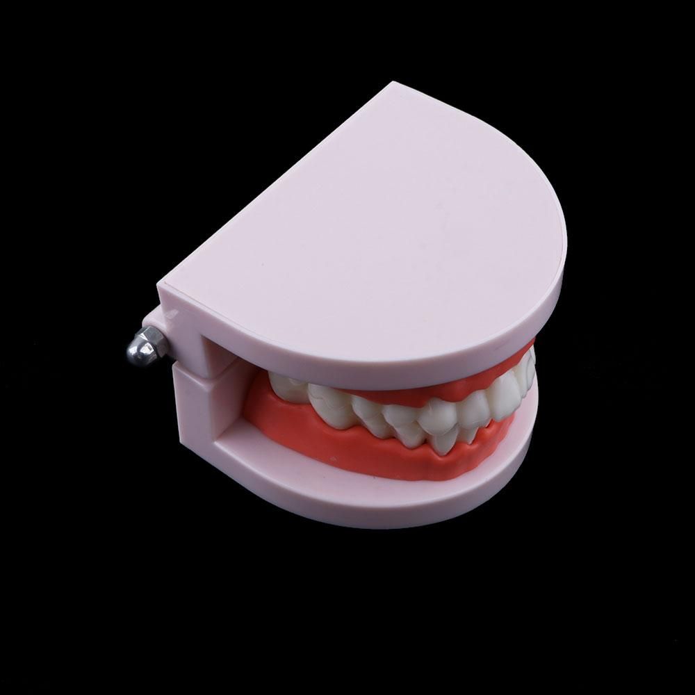 Lab Adult Study Typodont Demon - огляд і ціна Medical Lab And Science