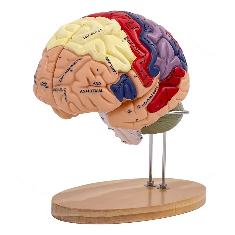 2X Zoom Deluxe Brain Model Ana - огляд і ціна Medical Lab And Science