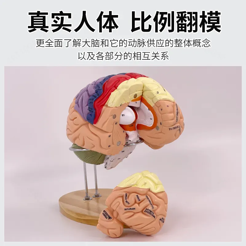 2X Zoom Deluxe Brain Model Ana - огляд і ціна Medical Lab And Science