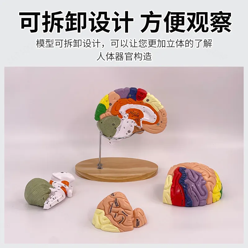 2X Zoom Deluxe Brain Model Ana - огляд і ціна Medical Lab And Science