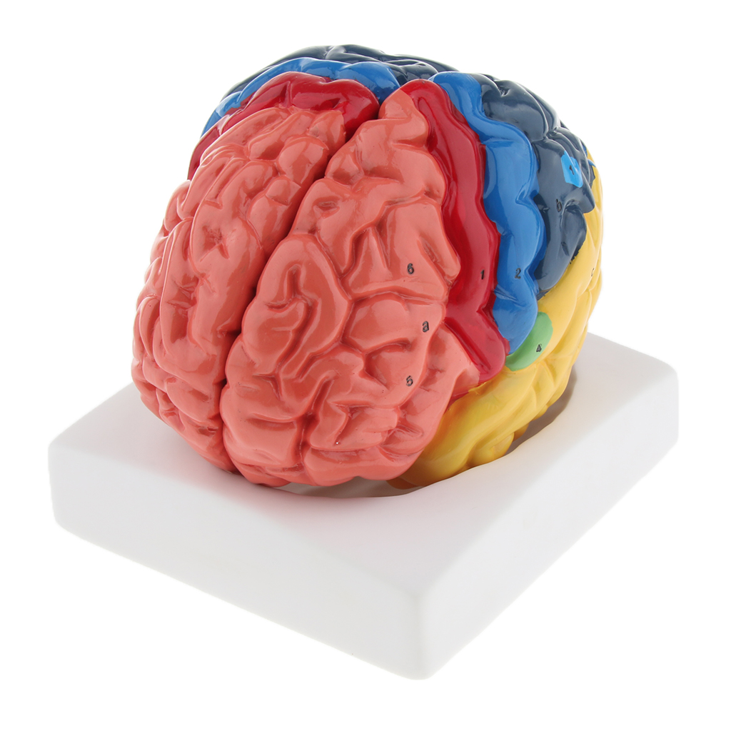 Lifesize Brain Model Realistic - огляд і ціна Medical Lab And Science