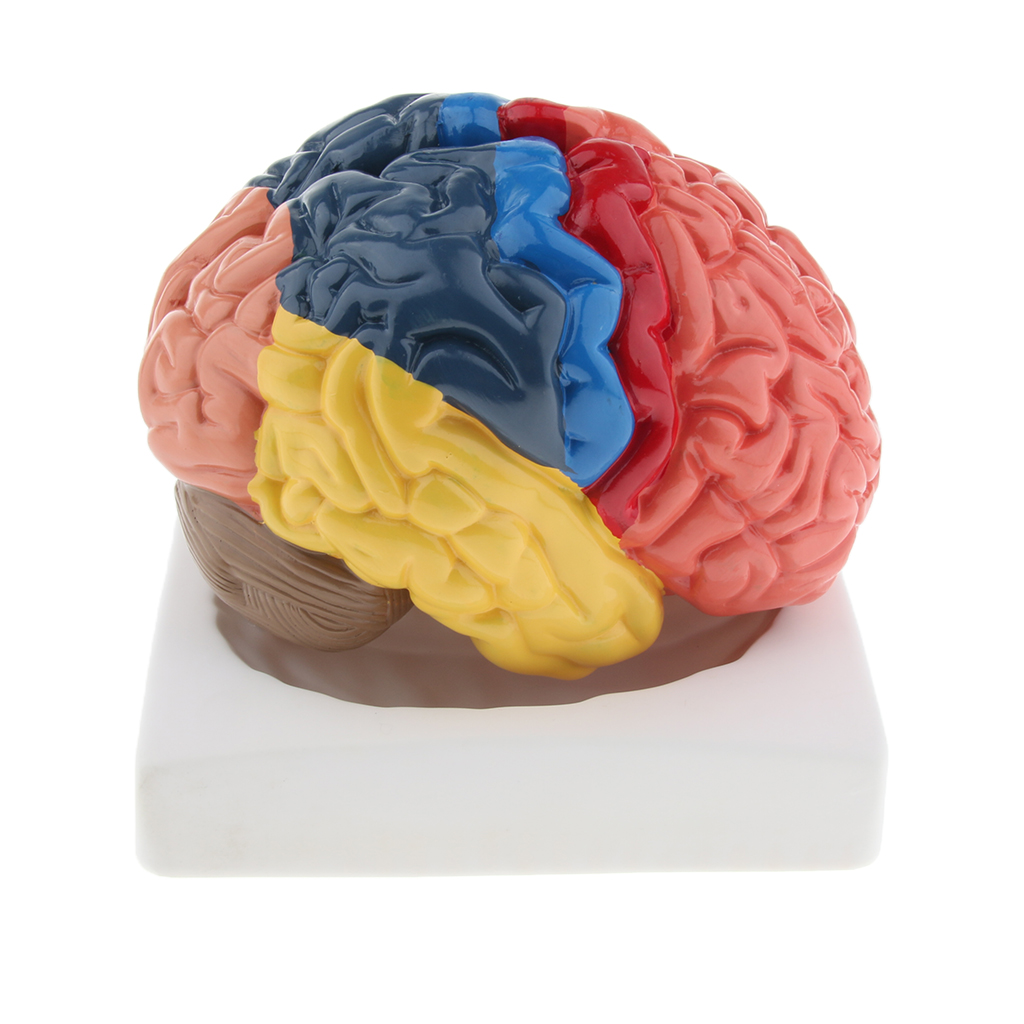 Lifesize Brain Model Realistic - огляд і ціна Medical Lab And Science