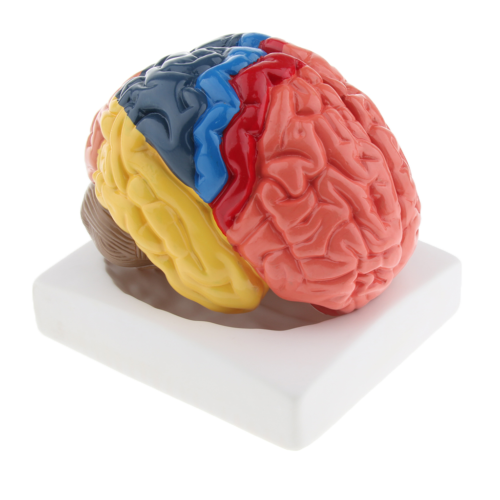 Lifesize Brain Model Realistic - огляд і ціна Medical Lab And Science